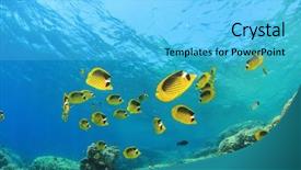  Presentation with red and yellow - Amazing slide deck having blue fish - coral reef scene with red backdrop and a light blue colored foreground