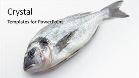  Presentation with international law of the sea - Amazing slide set having blue fish - gilt-head sea bream sparus aurata backdrop and a white colored foreground