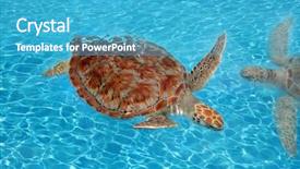  Presentation with sea green ribbon ovarian cancer - Amazing PPT theme having blue fish - green sea turtle chelonia mydas backdrop and a  colored foreground