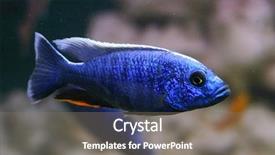  Presentation with fish - Amazing slides having blue fish backdrop and a gray colored foreground