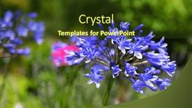  Presentation with sunshine flower - Slides enhanced with blue-flower-agapantus-in-sunshine background and a tawny brown colored foreground