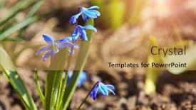  Presentation with snowdrop - Beautiful PPT layouts featuring blue-flower-blue-snowdrop backdrop and a yellow colored foreground
