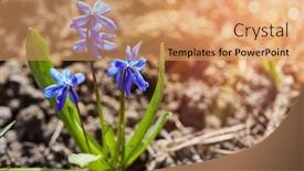  Presentation with snowdrop - Slide set featuring blue-flower-blue-snowdrop background and a coral colored foreground