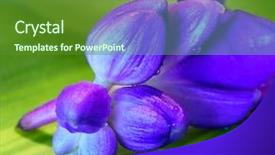 Presentation with bud - Beautiful slides featuring periwinkle - blue flower bud on leaf backdrop and a tawny brown colored foreground