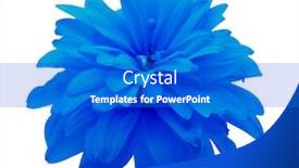  Presentation with blue flower - Slide set enhanced with blue-flower-isolated-on-white background and a cobalt blue colored foreground