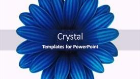 Presentation with blue flower - Amazing presentation design having blue-flower-isolated-on-white backdrop and a navy blue colored foreground
