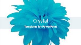  Presentation with blue flower - Presentation theme consisting of blue-flower-isolated-on-white background and a teal colored foreground