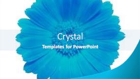  Presentation with blue flower - Audience pleasing presentation consisting of blue-flower-isolated-on-white backdrop and a teal colored foreground