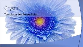  Presentation with blue flower - Cool new presentation theme with blue-flower-isolated-on-white backdrop and a light blue colored foreground