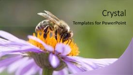  Presentation with blue flower - Amazing theme having blue flower macro with bee backdrop and a  colored foreground