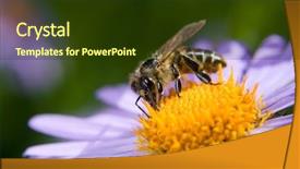  Presentation with blue flower - PPT theme enhanced with blue flower macro with bee background and a  colored foreground