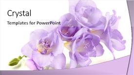  Presentation with brown sugar isolated on white - Slide set with blue flowers - beautiful freesia isolated on white background and a white colored foreground