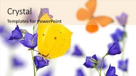  Presentation with butterflies - Amazing presentation theme having blue flowers and bright butterflies isolated on white background backdrop and a yellow colored foreground