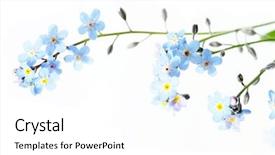  Presentation with forget - Amazing theme having blue flowers forget-me-not backdrop and a white colored foreground