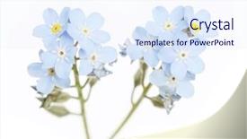  Presentation with blue design - Presentation theme with blue flowers forget-me-not background and a sky blue colored foreground