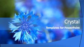  Presentation with vintage floral - PPT theme consisting of blue flowers of cornflowers background and a teal colored foreground