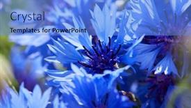  Presentation with flowers - Theme featuring blue-flowers-of-cornflowers background and a light blue colored foreground