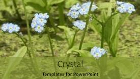  Presentation with marsh - Presentation theme enhanced with blue-flowers-of-forget background and a gold colored foreground