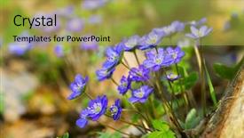  Presentation with tropical flowers close up - PPT theme featuring blue flowers of hepatica nobilis background and a yellow colored foreground