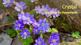  Presentation with tropical flowers close up - Slide set with blue flowers of hepatica nobilis background and a tawny brown colored foreground