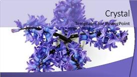  Presentation with white flowers - Presentation with blue flowers of hyacinth background and a light blue colored foreground