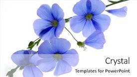  Presentation with tropical flowers - Beautiful presentation featuring blue flowers on a white backdrop and a white colored foreground