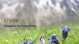  Presentation with gentian - Presentation theme with blue-flowers-stemless-gentian-gentiana background and a light gray colored foreground