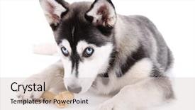  Presentation with blue food - Beautiful slides featuring blue food - beautiful cute husky puppy isolated backdrop and a soft green colored foreground