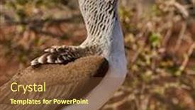  Presentation with north america - PPT theme consisting of blue-footed-booby-sula-nebouxii background and a tawny brown colored foreground