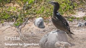  Presentation with ecuador - Presentation consisting of blue-footed-booby-watching-over background and a coral colored foreground