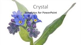  Presentation with forget - Beautiful PPT layouts featuring blue-forget-me-not-flower backdrop and a white colored foreground