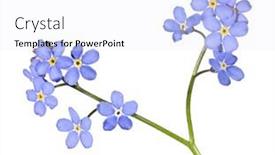  Presentation with forget - PPT layouts having blue-forget-me-not-flower background and a white colored foreground