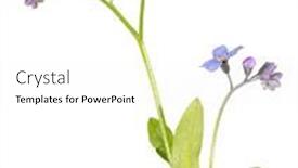  Presentation with forget - Presentation theme with blue-forget-me-not-flower background and a white colored foreground