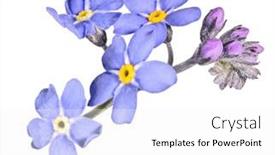 Presentation with forget - Slide deck consisting of blue-forget-me-not-flower background and a white colored foreground