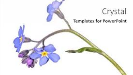  Presentation with forget - Presentation featuring blue-forget-me-not-flower background and a white colored foreground