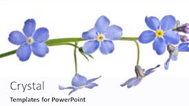  Presentation with forget - Theme featuring blue-forget-me-not-flower background and a sky blue colored foreground