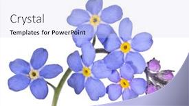  Presentation with forget - Theme consisting of blue-forget-me-not-flower background and a sky blue colored foreground