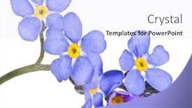  Presentation with forget - Slide set with blue-forget-me-not-flower background and a sky blue colored foreground