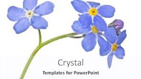  Presentation with forget - Theme with blue-forget-me-not-flower background and a white colored foreground