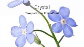  Presentation with forget - Presentation theme featuring blue-forget-me-not-flower background and a white colored foreground