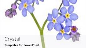  Presentation with forget - PPT theme with blue-forget-me-not-flower background and a sky blue colored foreground