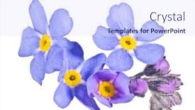  Presentation with forget - Presentation theme enhanced with blue-forget-me-not-flower background and a sky blue colored foreground