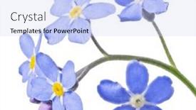  Presentation with forget - Presentation with blue-forget-me-not-flower background and a sky blue colored foreground