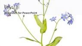  Presentation with forget - Presentation design consisting of blue-forget-me-not-flower background and a sky blue colored foreground