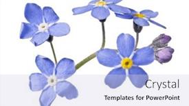  Presentation with forget - Slide set with blue-forget-me-not-flower background and a sky blue colored foreground