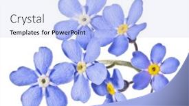  Presentation with forget - Presentation theme having blue-forget-me-not-flower background and a sky blue colored foreground