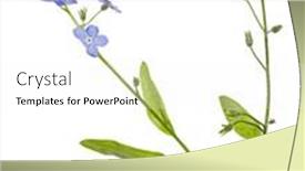  Presentation with forget - PPT theme enhanced with blue-forget-me-not-flower background and a white colored foreground