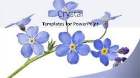  Presentation with forget - Presentation design enhanced with blue-forget-me-not-flower background and a light blue colored foreground