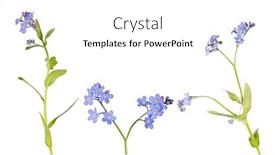  Presentation with blue flower - PPT theme with blue-forget-me-not-flower background and a white colored foreground