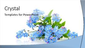  Presentation with forget - Beautiful slides featuring blue forget me not flowers backdrop and a white colored foreground